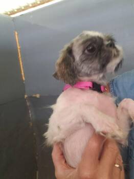 SPONSOR OR FOSTER ME - Tootie -  Shih Tzu Dog for Adoption in Grafton, Wisconsin - SPONSOR OR FOSTER ME - Tootie | PetCurious