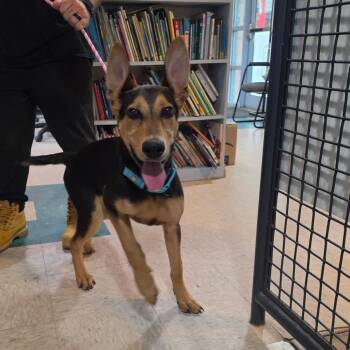 Bruce -  German Shepherd Dog and Doberman Pinscher Dog for Adoption - Bruce | PetCurious