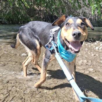 Benji -  Australian Kelpie and Mixed Breed Dog for Adoption in Murray, Utah - Benji | PetCurious