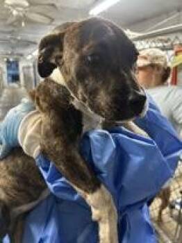 Aaliyah -  Mixed Breed Dog for Adoption in Georgetown, South Carolina - Aaliyah | PetCurious