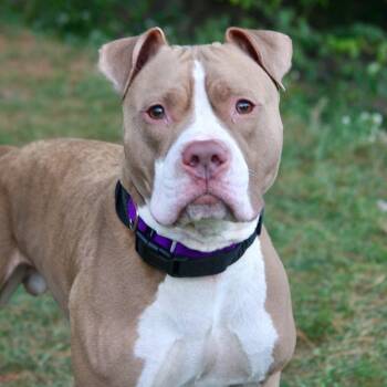 Rescue Mixed Breed Dogs for Adoption in Allentown, Pennsylvania - Biscuit | PetCurious