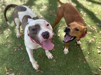 Mixed Breed Dogs Available for Adoption - Jazzercise | PetCurious