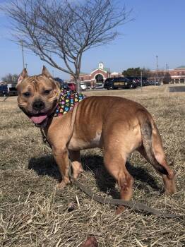 Pit Bull Terrier Dogs Available for Adoption - Penny Parker | PetCurious