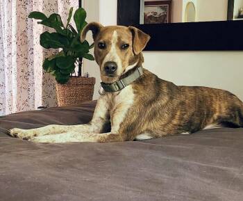 Dottie -  Australian Cattle Dog Blue Heeler and Mixed Breed Dog for Adoption in Evergreen, Colorado - Dottie | PetCurious