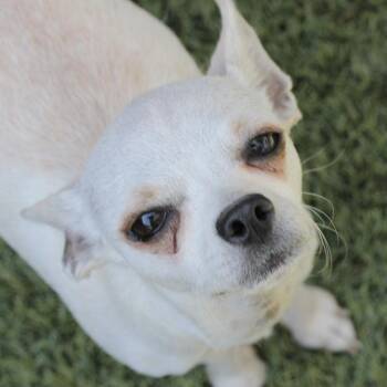 Tink -  Chihuahua and Mixed Breed Dog for Adoption in San Francisco, California - Tink | PetCurious