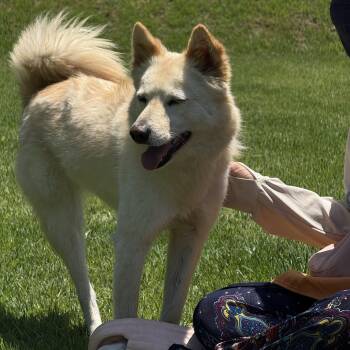MIRAE" -  Jindo Dog for Adoption in Springfield, Virginia - MIRAE" | PetCurious