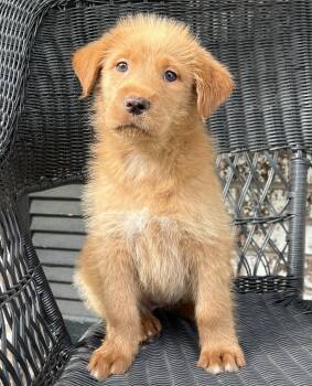 Mixed Breed Dogs Available for Adoption in Mount Pleasant, South Carolina - Sage | PetCurious