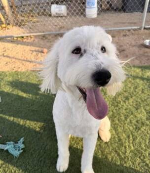 Poodle Dogs Available for Adoption - Molly | PetCurious