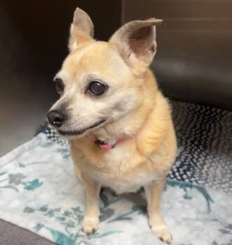 Swiss -  Chihuahua and Mixed Breed Dog for Adoption in Honolulu, Hawaii - Swiss | PetCurious