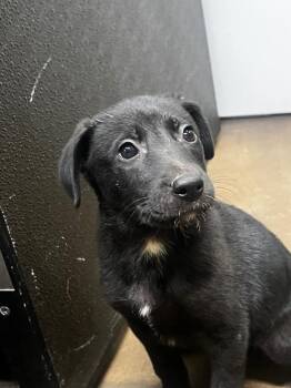 Billie -  Mixed Breed Dog for Adoption in Douglasville, Georgia - Billie | PetCurious