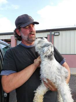 Levi Strauss -  Schnauzer Dog for Adoption in Minneapolis, Minnesota - Levi Strauss | PetCurious