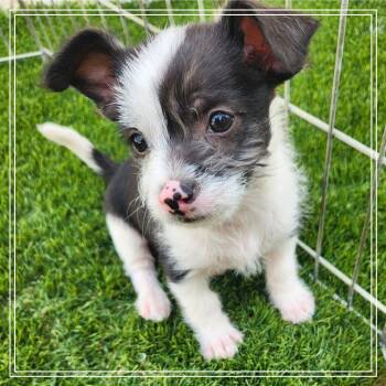 Rescue Wirehaired Terrier and Chihuahua Dogs for Adoption in Chandler, Arizona - Koza | PetCurious