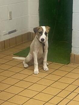 Silly Bandz -  Mixed Breed Dog for Adoption in Gainesville, Florida - Silly Bandz | PetCurious