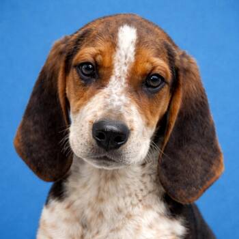 Beagle Dogs Available for Adoption - Marble | PetCurious