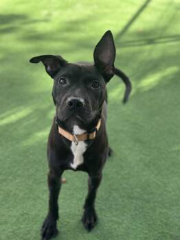 Terrier Dogs Available for Adoption - April | PetCurious