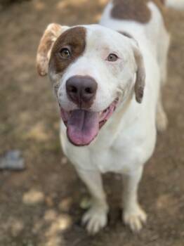 Rescue Labrador Retriever Dogs for Adoption in Burlington, New Jersey - Paloma | PetCurious