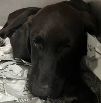 Axel -  Labrador Retriever Dog for Adoption in Parma, Ohio - Axel | PetCurious