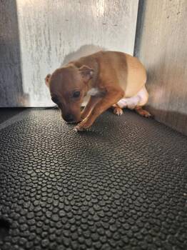 Chihuahua Dogs Available for Adoption - ANN | PetCurious