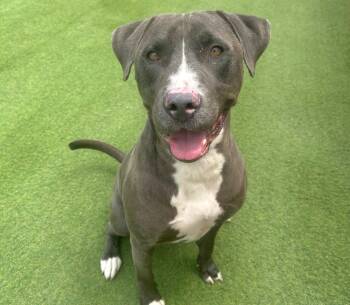Blue -  Mixed Breed and American Bulldog Dog for Adoption in San Antonio, Texas - Blue | PetCurious