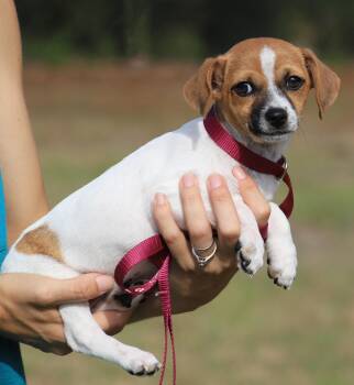 Chihuahua Dogs Available for Adoption in North Fort Myers, Florida - Moose | PetCurious