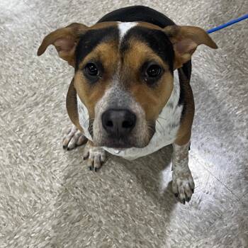 Domino -  Mixed Breed Dog for Adoption in Midland, Texas - Domino | PetCurious