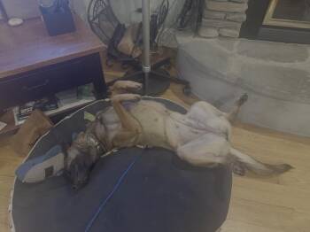 Molly - located in NE -  Belgian Shepherd Malinois Dog for Adoption in Imlay City, Michigan - Molly - Located In NE | PetCurious