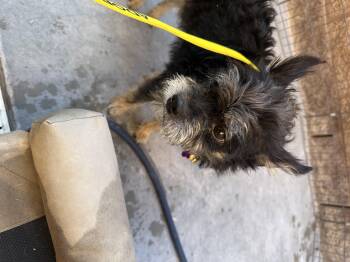 Jynx -  Terrier Dog for Adoption in Las Vegas, Nevada - Jynx | PetCurious