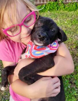 Rescue Australian Cattle Dog Blue Heeler and Cattle Dog Dogs for Adoption in Austin, Texas - Charcoal | PetCurious