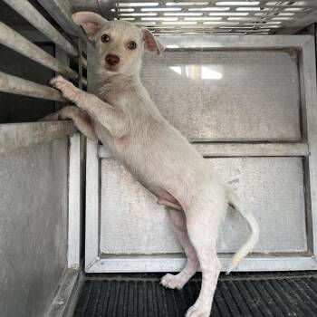 Frankenweenie -  Terrier Dog for Adoption in Edinburg, Texas - Frankenweenie | PetCurious