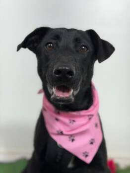 Heidi-One of our Amazing Rescue Dogs -  Black Labrador Retriever and Australian Kelpie Dog for Adoption in Carlsbad, California - Heidi-One Of Our Amazing Rescue Dogs | PetCurious