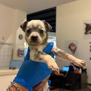 Tin Man T1 -  Shepherd Dog Available for Adoption in Edinburg, Texas - Tin Man T1 | PetCurious