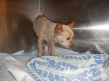 Rescue Chihuahua Dogs for Adoption in San Jose, California - BARRETT | PetCurious