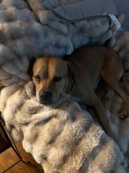 Stella -  Pit Bull Terrier and Mixed Breed Dog for Adoption in Atlanta, Georgia - Stella | PetCurious