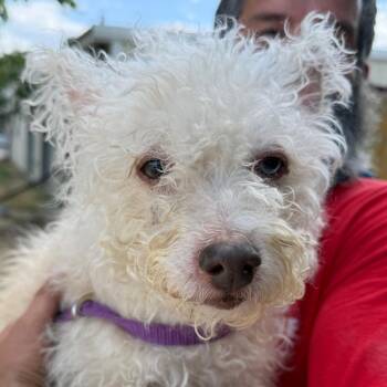 Wyla -  Mixed Breed Dog for Adoption in Leander, Texas - Wyla | PetCurious