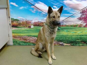 Rescue German Shepherd Dog and Mixed Breed Dogs for Adoption in Moreno Valley, California - WOLFIE | PetCurious