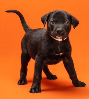 Rescue Mixed Breed Dogs for Adoption in Chino Valley, Arizona - Jet | PetCurious