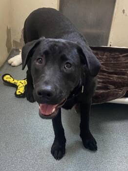 Labrador Retriever Dogs Available for Adoption in Vancouver, Washington - Charlie | PetCurious