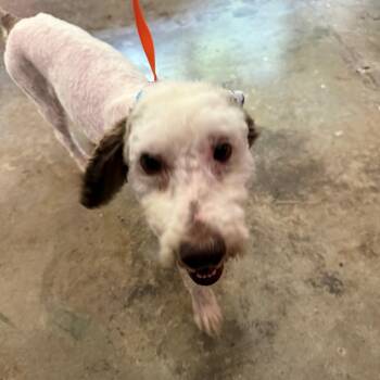 Buddy -  Poodle Dog for Adoption in Lewisburg, Tennessee - Buddy | PetCurious