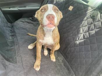 HERMAN -  American Staffordshire Terrier Dog for Adoption in San Antonio, Texas - HERMAN | PetCurious