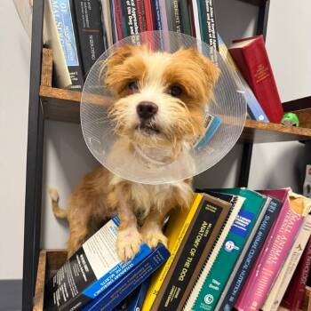 Rescue Mixed Breed Dogs for Adoption in New York, New York - Hawkeye | PetCurious
