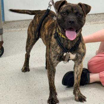 Rome -  Pit Bull Terrier Dog for Adoption in Indianapolis, Indiana - Rome | PetCurious