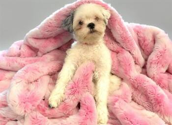 CHANEL -  Shih Tzu Dog for Adoption in Fort Lauderdale, Florida - CHANEL | PetCurious