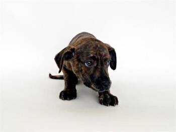 Terrier and Mixed Breed Dogs Available for Adoption - KIM | PetCurious