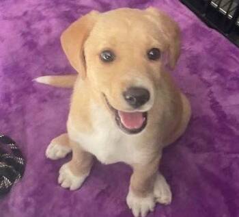 Labrador Retriever Dogs Available for Adoption - Lilac | PetCurious