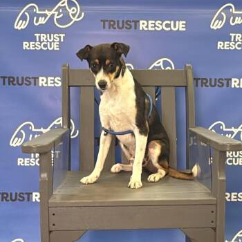 Terrier Dogs Available for Adoption in Waterford, New Jersey - PUFFIN | PetCurious