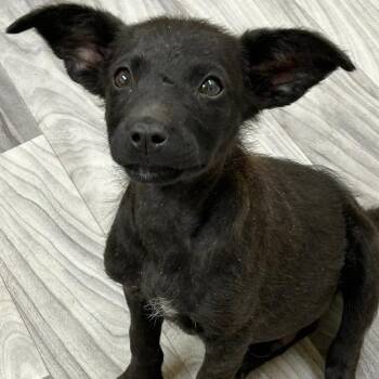 Hermey -  German Shepherd Dog Dog for Adoption in Krum, Texas - Hermey | PetCurious