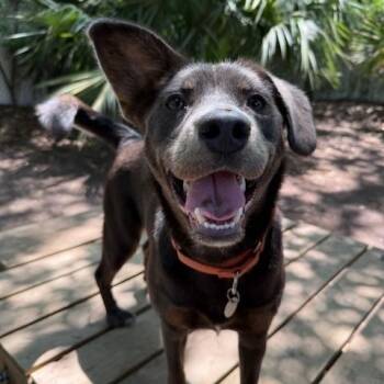 Spaniel Dogs Available for Adoption in Charleston, South Carolina - Tina | PetCurious
