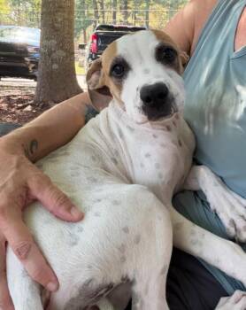 Jasmine -  Labrador Retriever Dog for Adoption in Little Rock, Arkansas - Jasmine | PetCurious