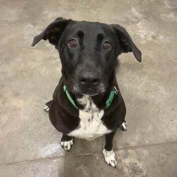 Labrador Retriever Dogs Available for Adoption - Sara | PetCurious