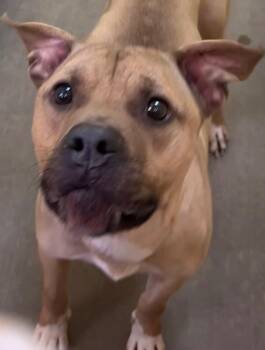 REX -  Pit Bull Terrier Dog for Adoption in Elizabethton, Tennessee - REX | PetCurious